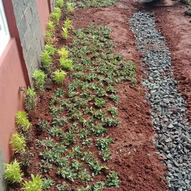 bibit rumput gajah mini 1 meter/Rumput taman murah
