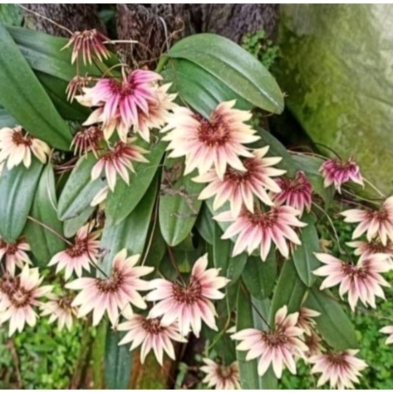 tanaman angrek bulbophilum angrek kipas