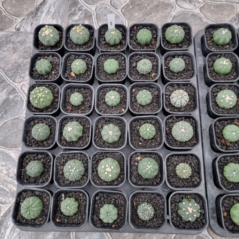 [Satuan] Kaktus Astro Import Thailand 3-4cm