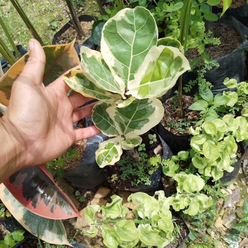 Ketapang biola varigata / ficus lyrata variegata