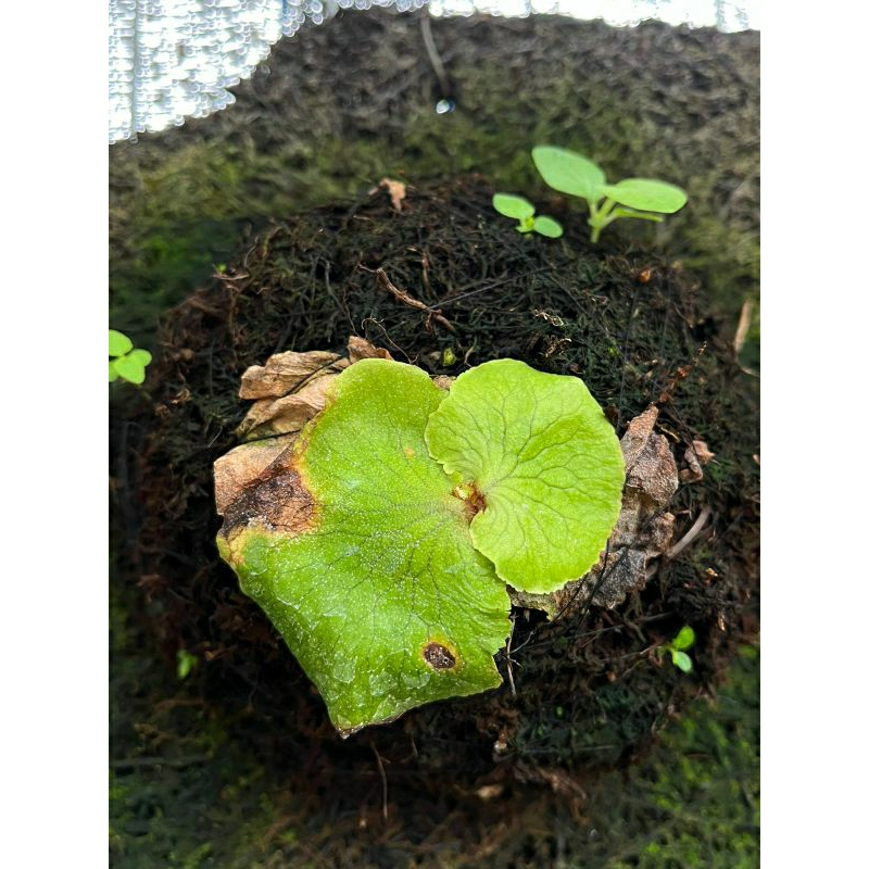 platycerium/kesimbar horns surprise hybrid platycerium madagascare x platycerium alcicorne