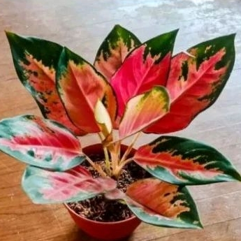 tanaman hias aglonema red kochin tembaga indukan