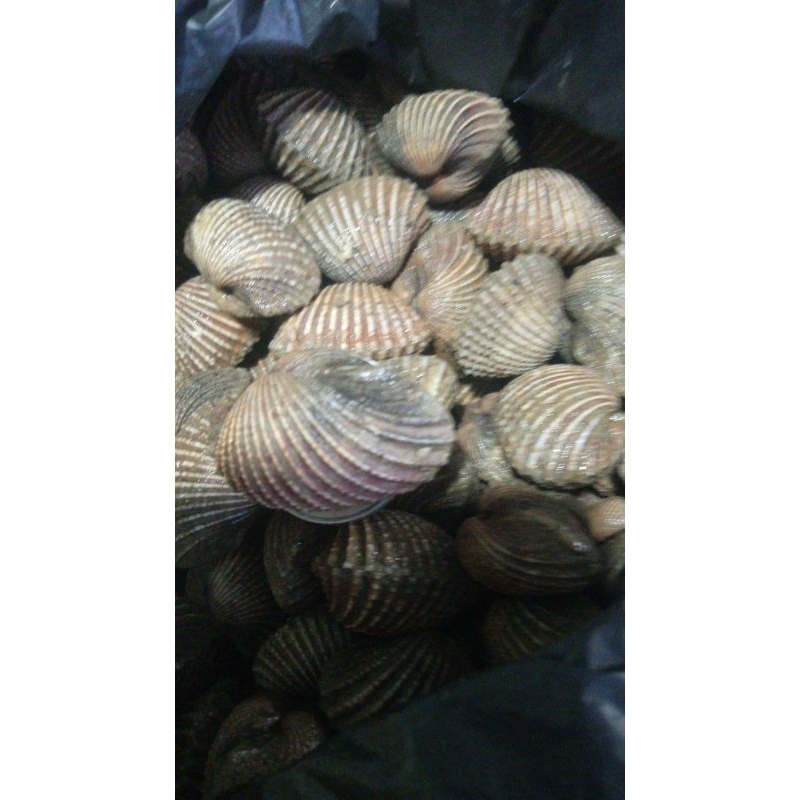 

kerang dara super mantap murah merian