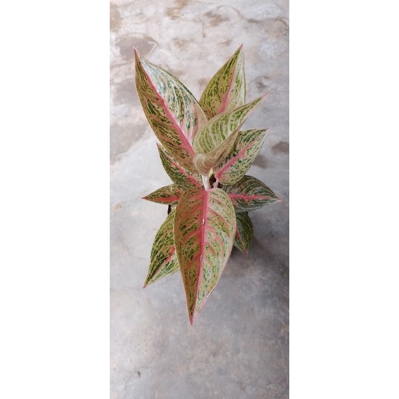 AGLONEMA LEGACY MERAH || LEGASI MERAH || RED LEGACY