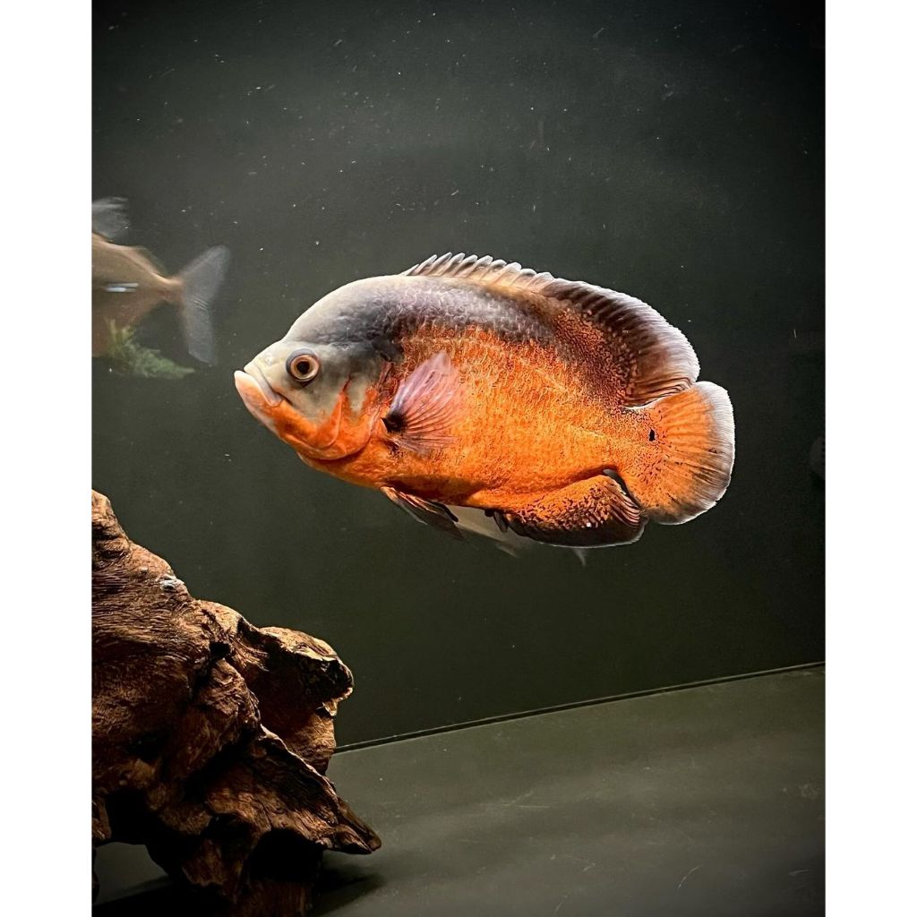 comtank 9 8 7 cm aquarium oscar batik albino paris tembaga oskar