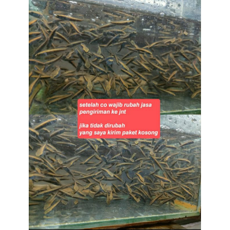 MARU YS 5-6 cm | ISI 10 & 20 (BONUS 1 & 2pcs) | GARANSI ORI