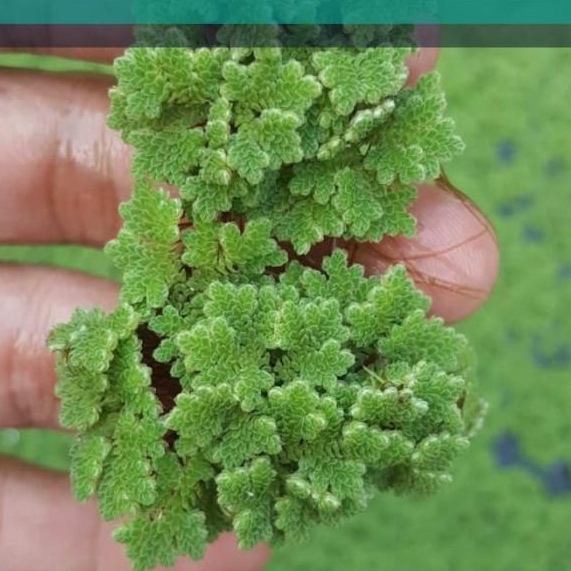 azolla microphylla BENIH BIBIT BUDIDAYA Berkualitas