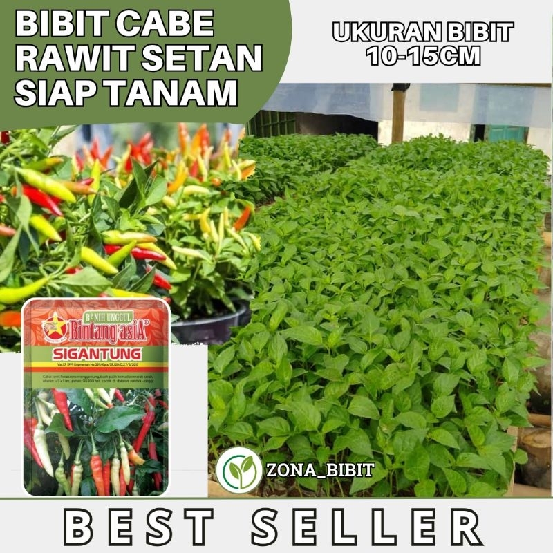Bibit Cabe Rawit Setan Bibit Cabai Rawit Putih Cup Kaliber Sigantung Cabe Rawit Setan Cabai Ori 212 