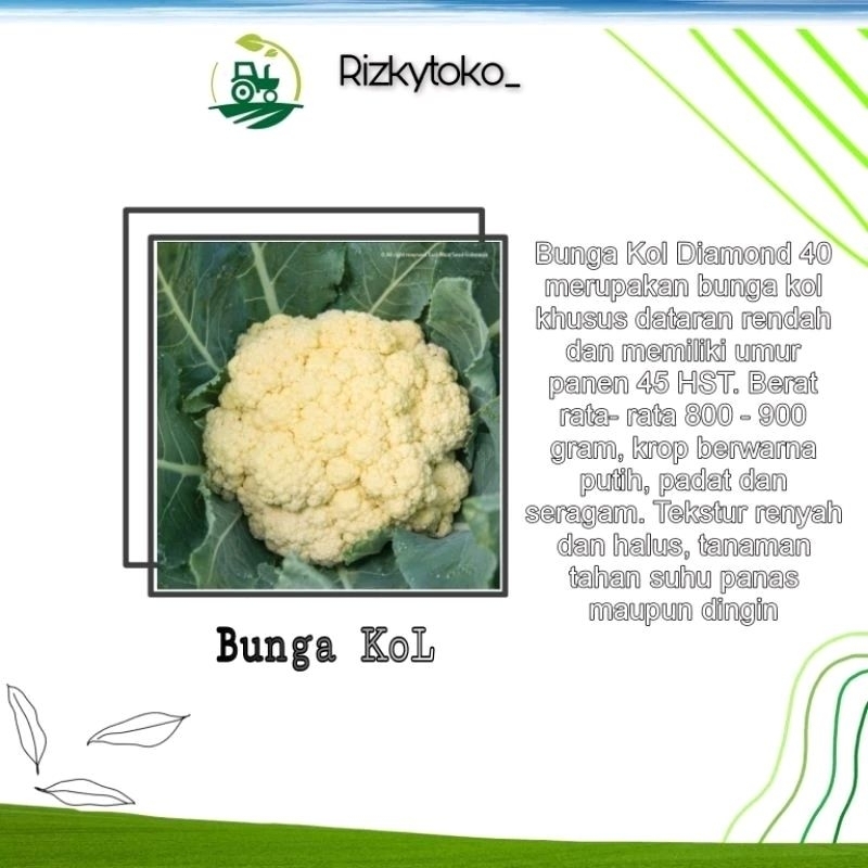 50 Biji - Benih BUNGA KOL Dataran Rendah Repacking Known You