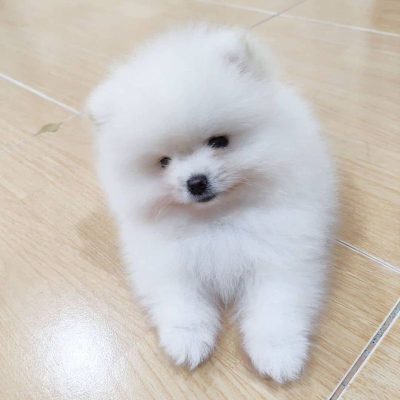 anakan anjing super mini pom