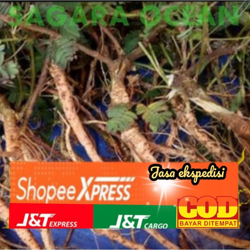 

AKAR PUTRI MALU MURAH HERBAL 200g