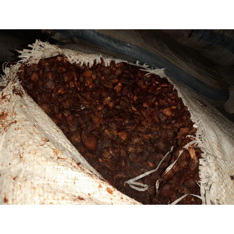 

asam Jawa kategori ada bijinya