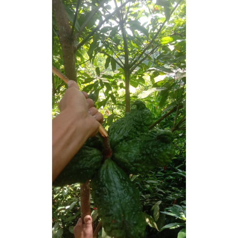 

obat herbal buah herbal gRADE A+ Buah cola nut from afrika herbal fruit fresh 1 kg