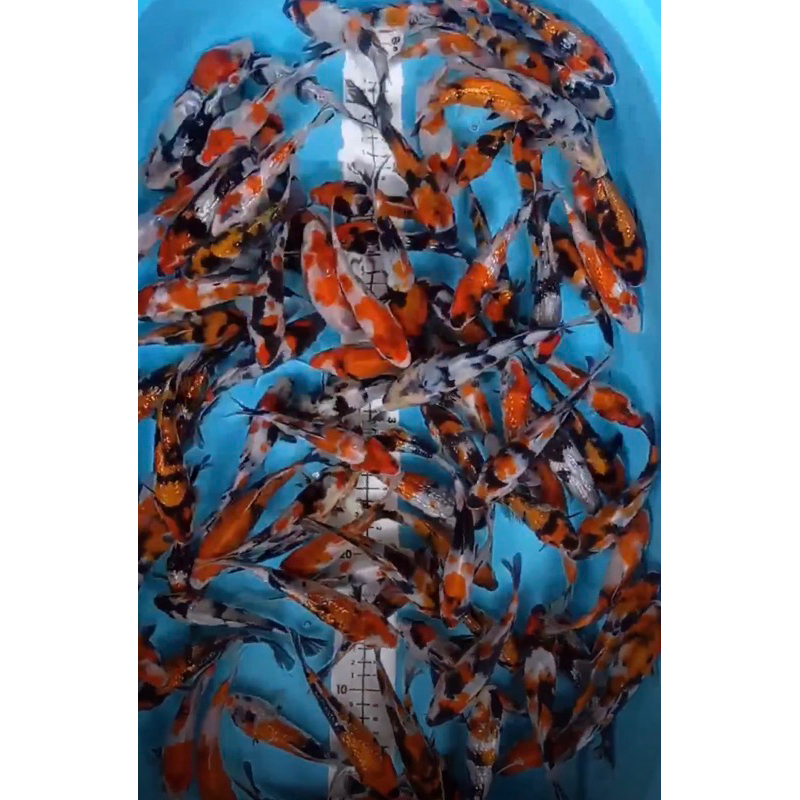 ikan koi blitar grade A+ sz 13-15cm minimal order 3 ekor