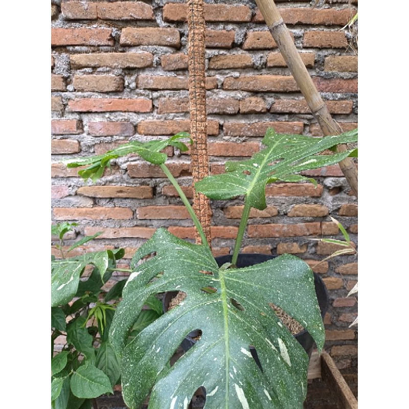Turus Rambatan Tanaman hias Monstera