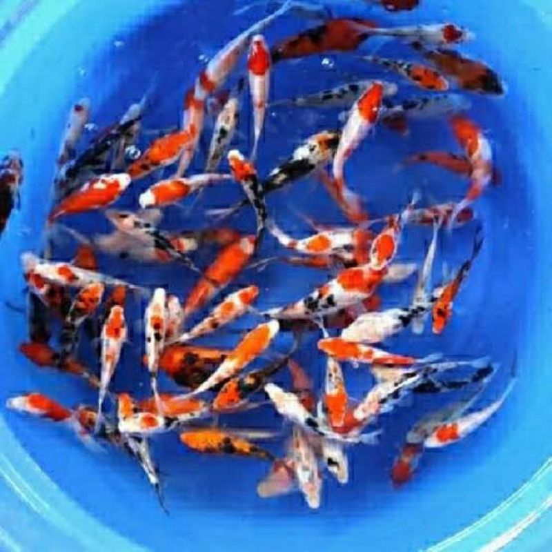 Koi Warna Ikan Koi Bibit Tricolor Metalic 10-12 cm