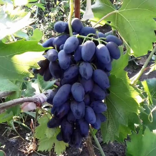 

BRANDS FESTIVAL Buah Anggur import viking hasil grafting