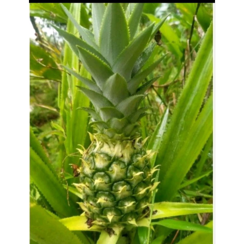 

BUAH NANAS HIJAU SEGAR ASLI