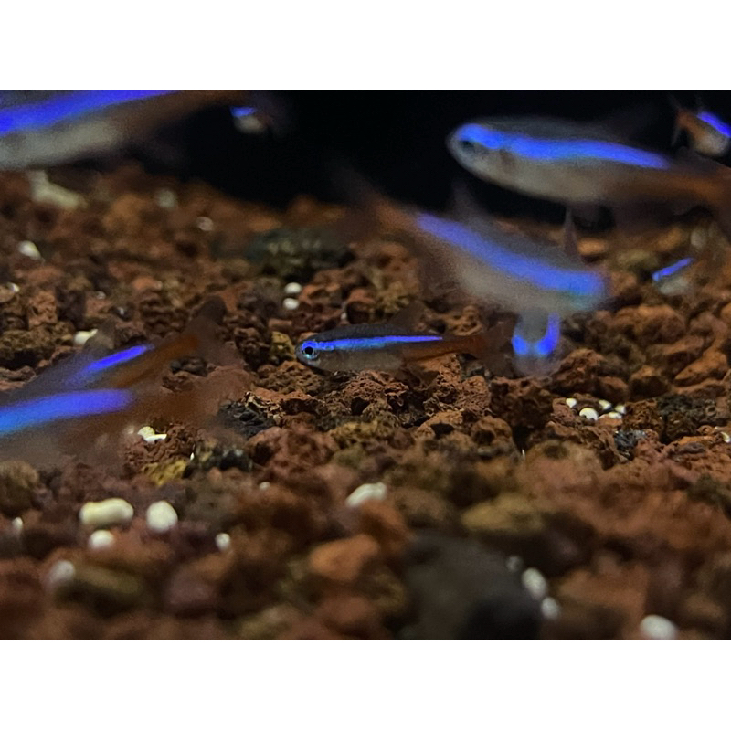 NEON TETRA PAKET 50 EKOR