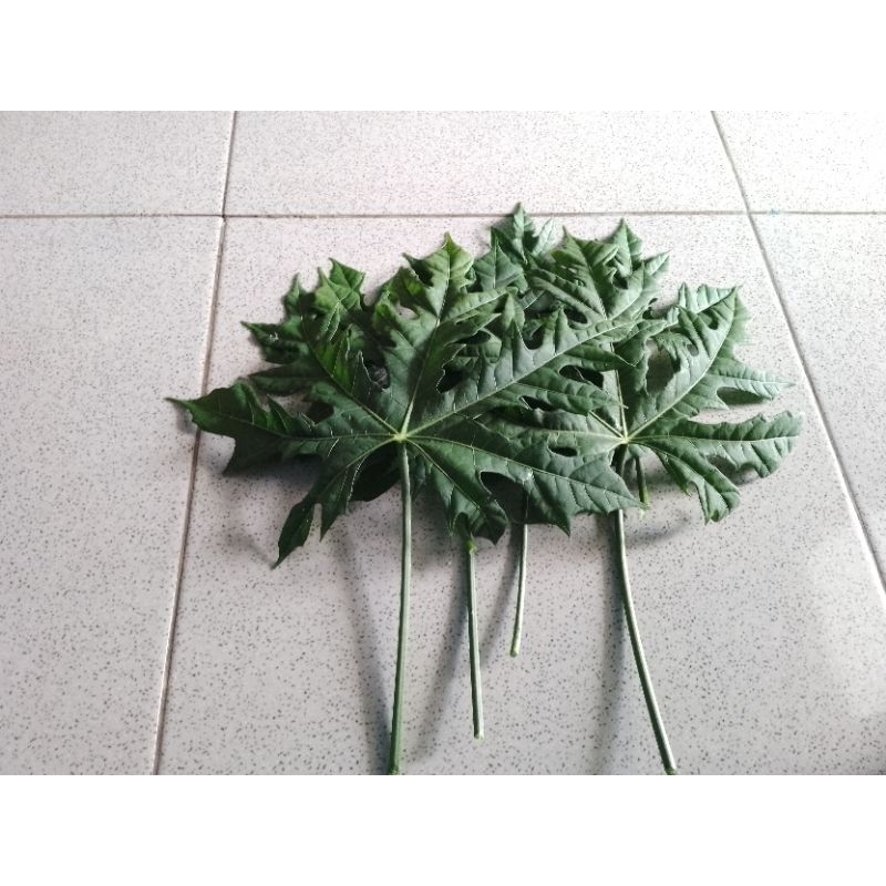 

Daun Pepaya Jepang Herbal