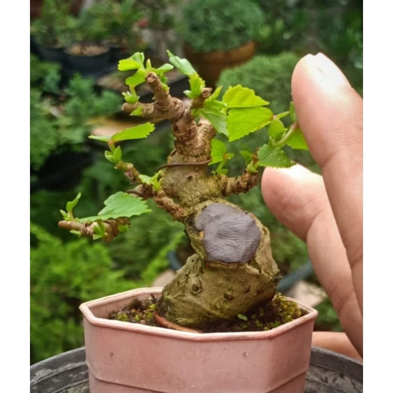 bahan bonsai waru mini