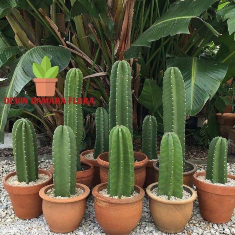 Tanaman Hias Kaktus Koboi Tanpa Duri / Tanaman Kaktus / Pohon Kaktus / Tanaman Hias Kaktus Koboi / K