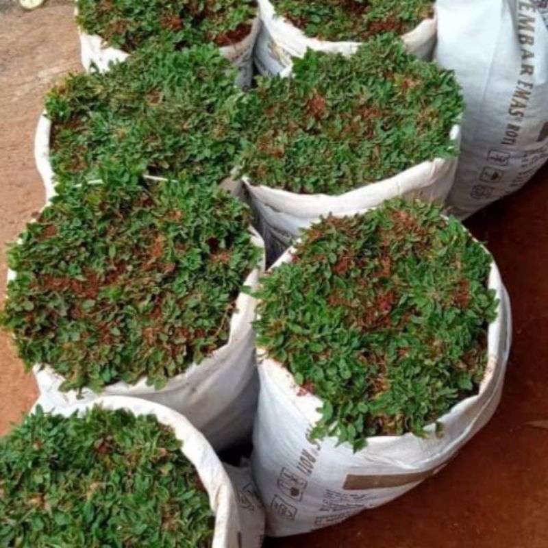 PROMO Bibit Rumput Taman gajah mini super RAPET 1x1 meter/Rumput taman murah