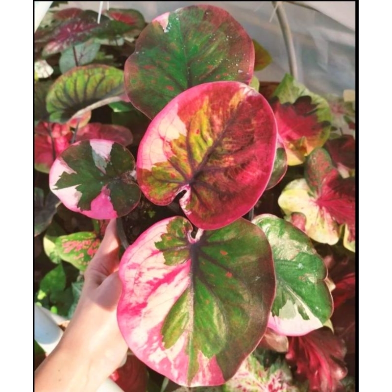 Caladium New Hybrid 07 | Tanaman Hias Keladi New Hybrid 07 Anakan Murah/ Caladium New Hybrid 07 1-3 