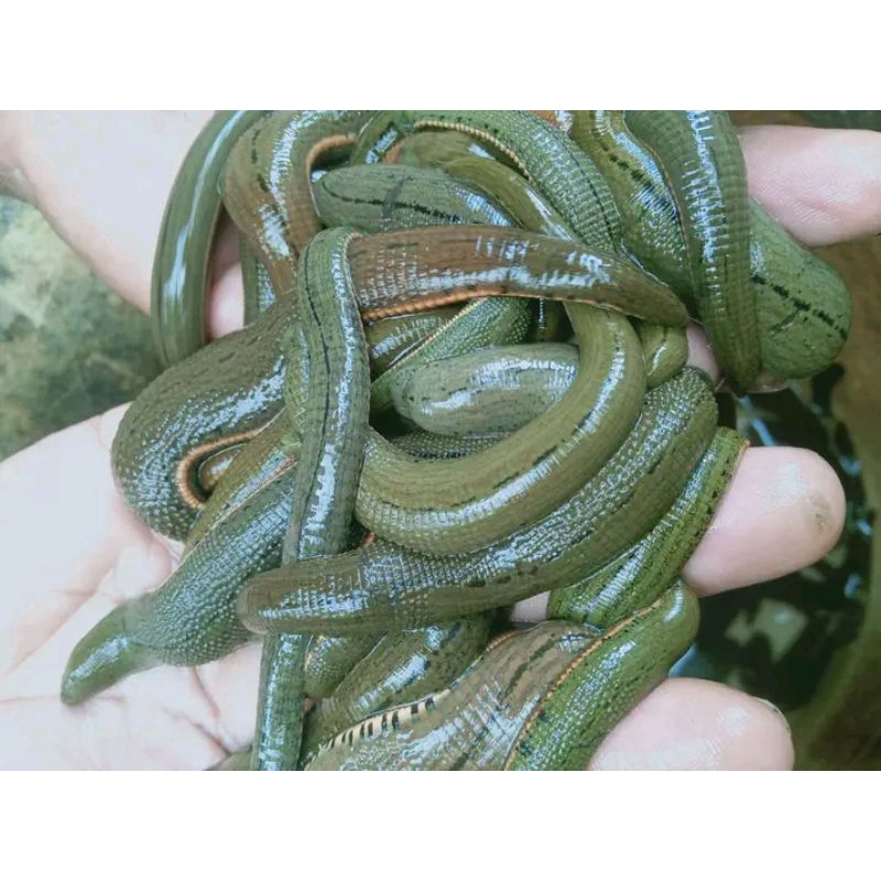 lintah terapi lintah steril ukuran besar