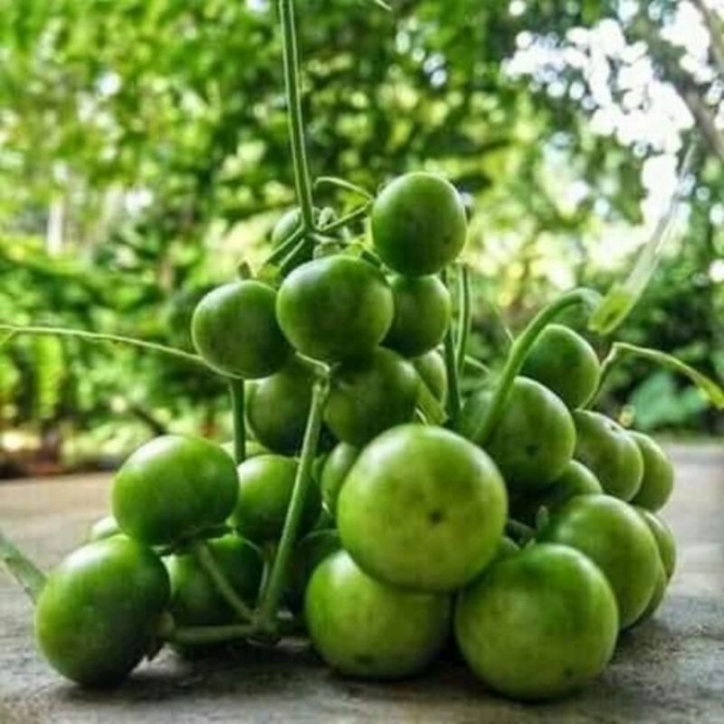 

Lalapan leunca segar 250gr