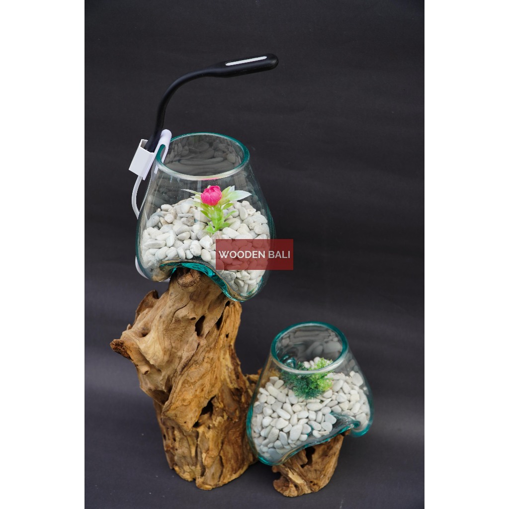 Aquarium cupang cabang 2/ akuarium akar /aquarium akar