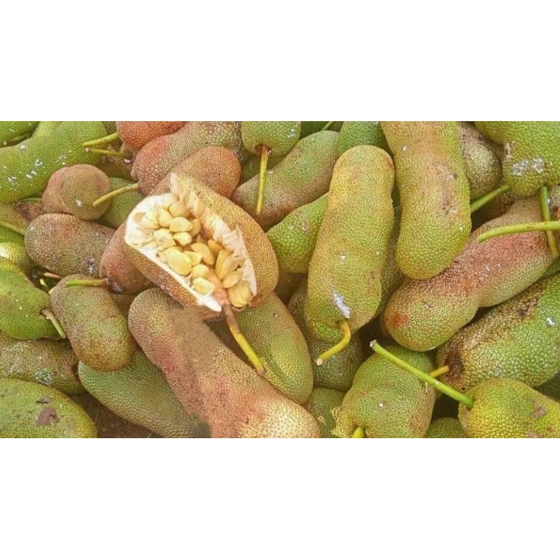 

kulit cempedak | Mandai garam asli gurih