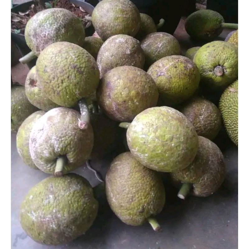 

Buah sukun siap goreng 1 kg lebih.