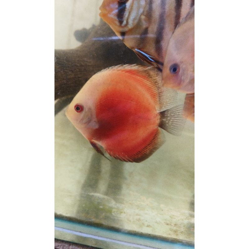 Discus Red Melon