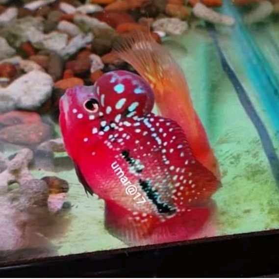 smile69 burayak louhan kamfa f1 red