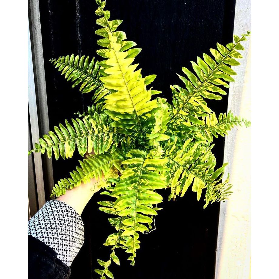 tanaman hias pakis variegata bostonensis tiger fern