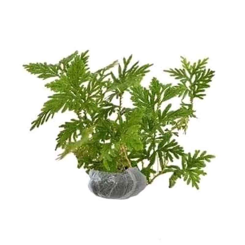 Tanaman Obat Cakar ayam ( sellagenella ) tinggi 25-35cm