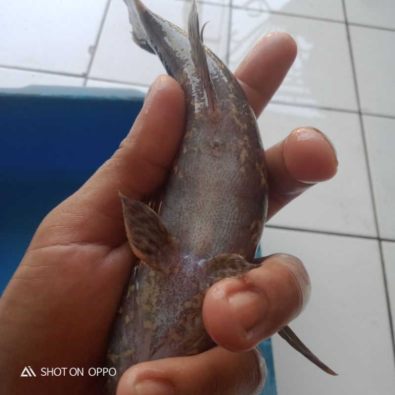 Bibit Ikan Gabus Males/Bloso/Betutu Size 20-25 cm Jantan