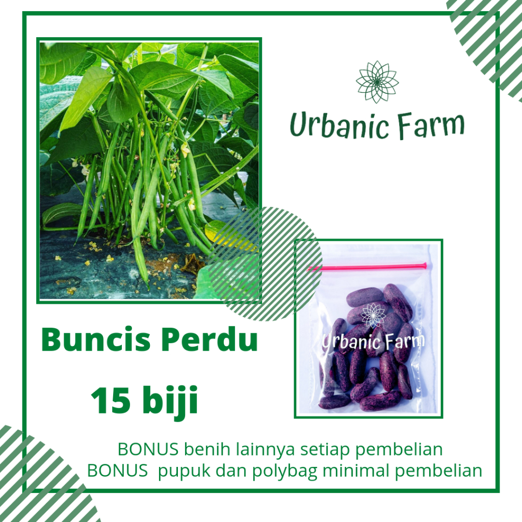 15 Biji Benih Unggul Perdu Buncis Perdu Gypsy Cap Kapal Terbang