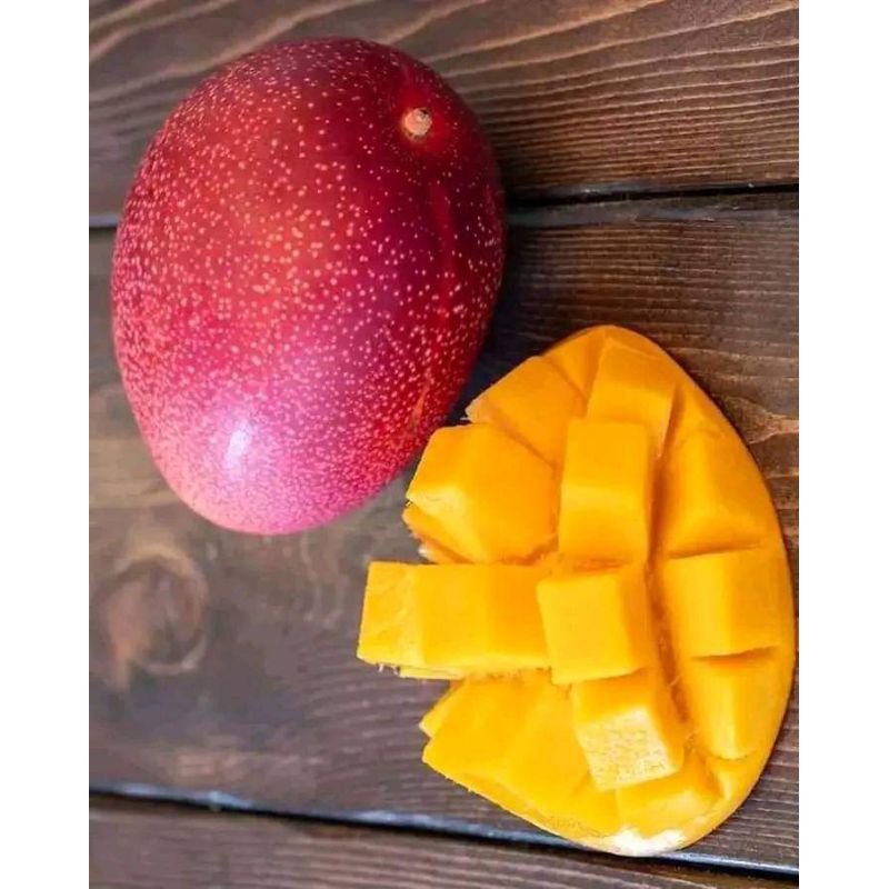 BIBIT MANGGA MIYAZAKI VALID UDAH PERNAH BUNGA