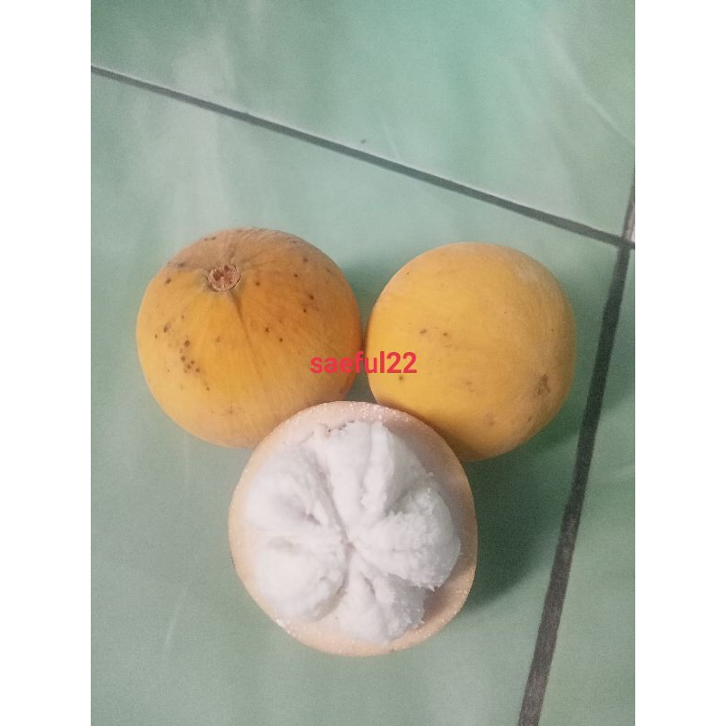 BUAH KECAPI SEGAR MANIS PER 1 BUAH