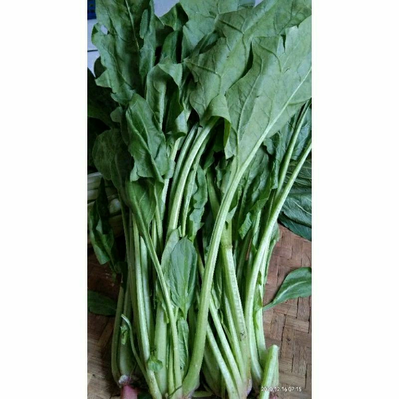 

Horenzo bayam jepang,spinach