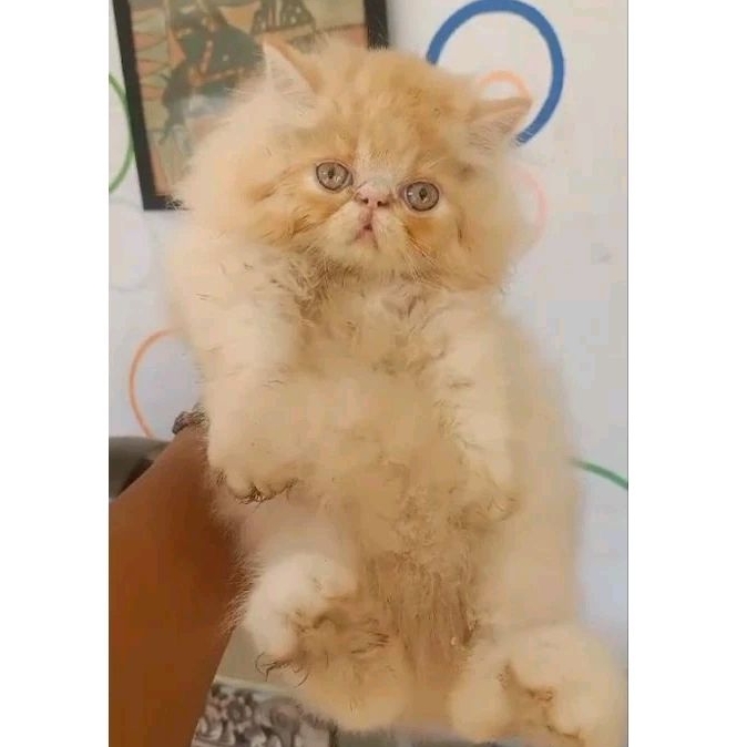 Kucing Kitten Exotic Peaknose Pesek Long Hair Bulu Panjang FREE ONGKIR