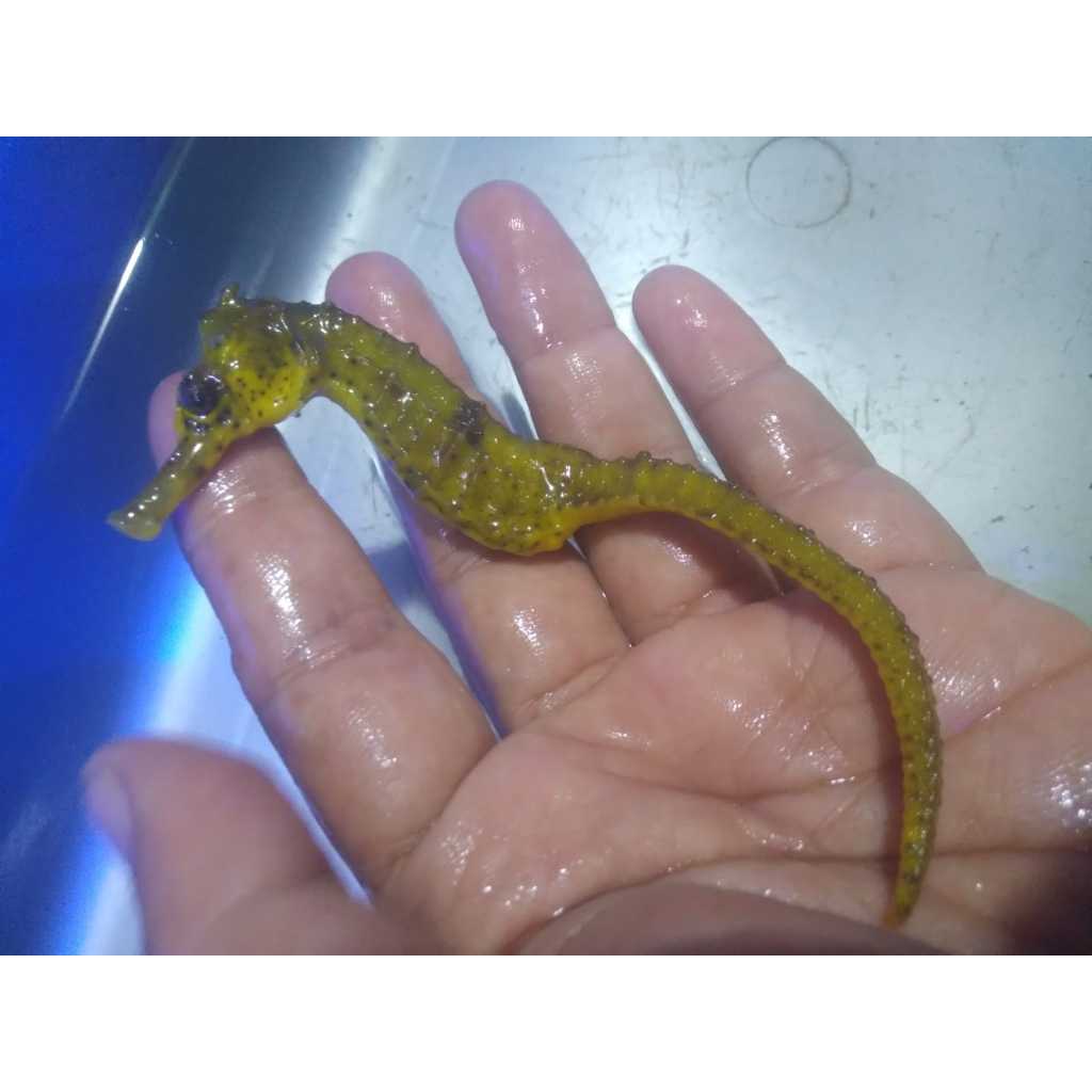 Kuda Laut Kuning - Yellow Seahorse