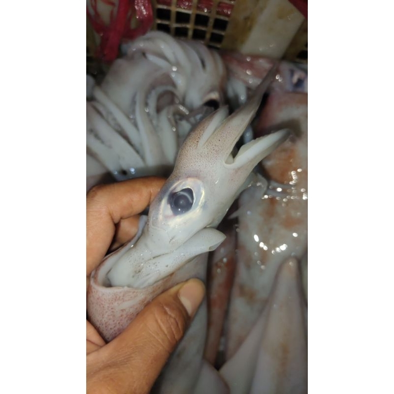

ikan cumi Bangka 500gram