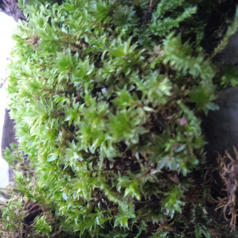forest moss/mos darat untuk terarium dan paludarium