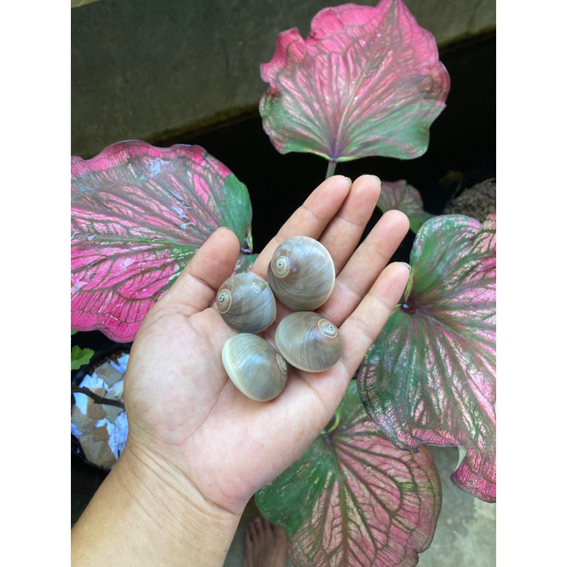 Cangkang Keong Laut 100gr