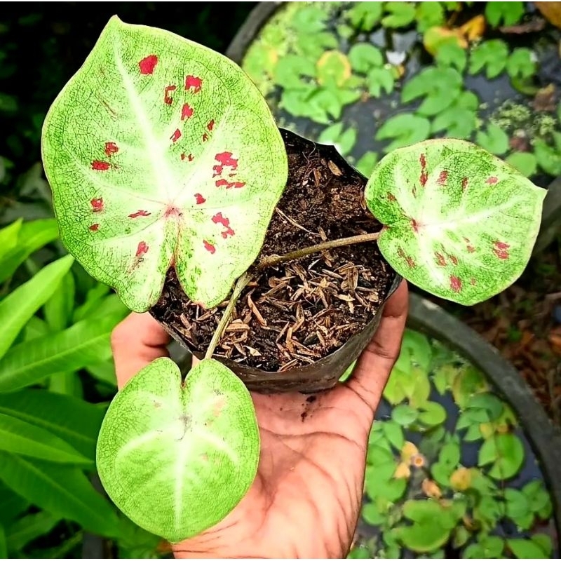 Caladium H02 Keladi Hias H02 Tanaman Hias Keladi Murah Meriah / Keladi Merah Bunga Hidup Tanaman Hia
