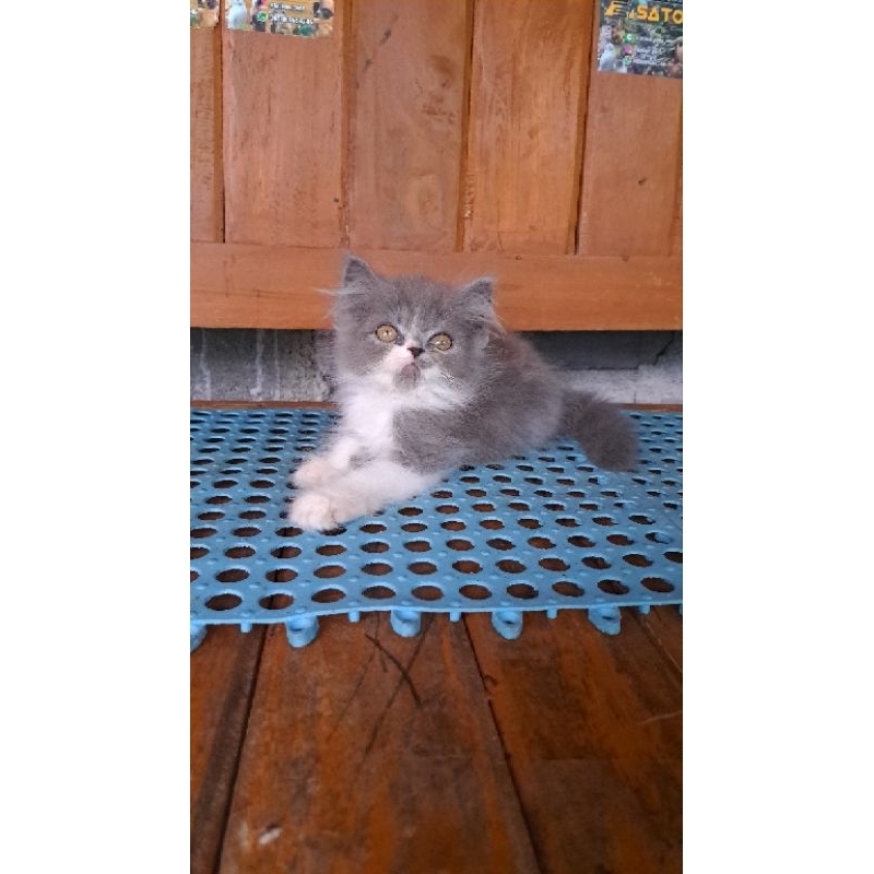 Kitten Persia Abu Putih Lucu