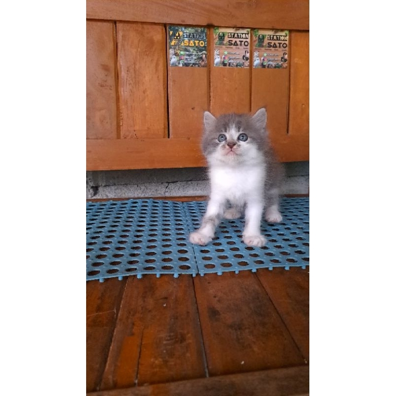 Kitten Persia Medium Abu Putih